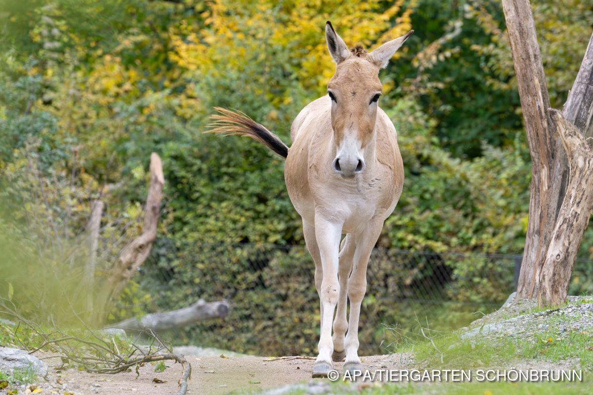 Zoo Schönbrunn wieder für Tierwohlstandards ausgezeichnet