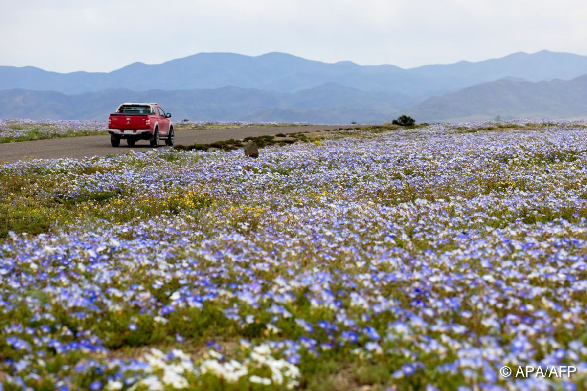 El Niño sorgt für Blütenpracht in Chiles Atacama-Wüste