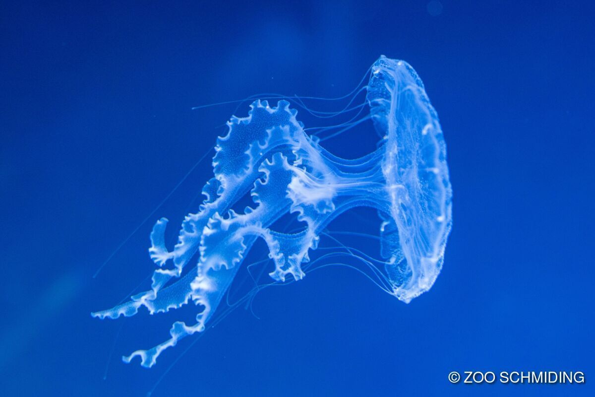 Kompassquallen schweben durch Spezial-Aquarium in Schmiding