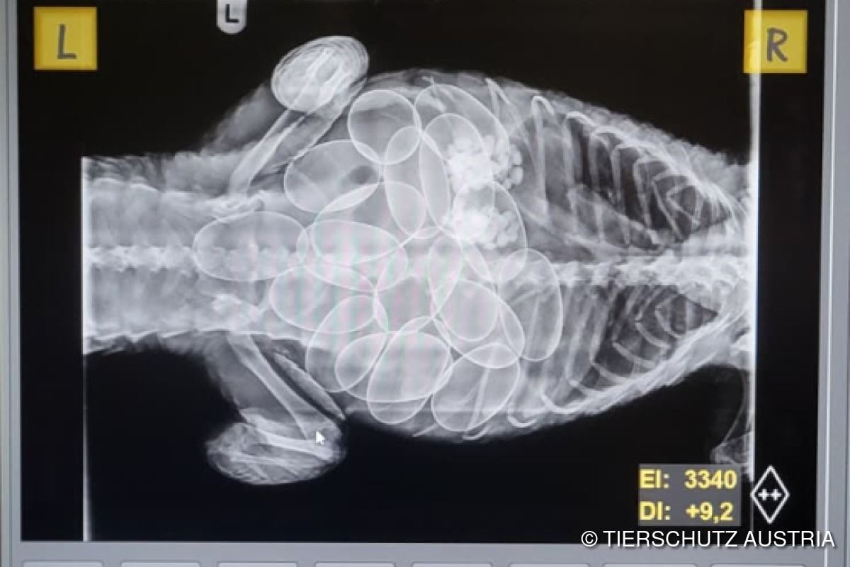 Ultraschall bei Kaimanen im Tierschutzhaus Vösendorf