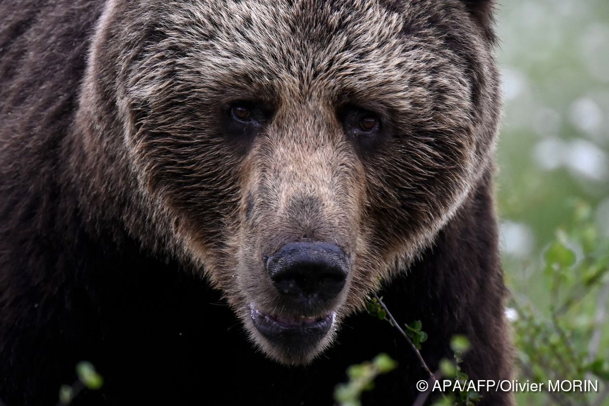 Tödlicher Bär-Angriff in mongolischer Hauptstadt
