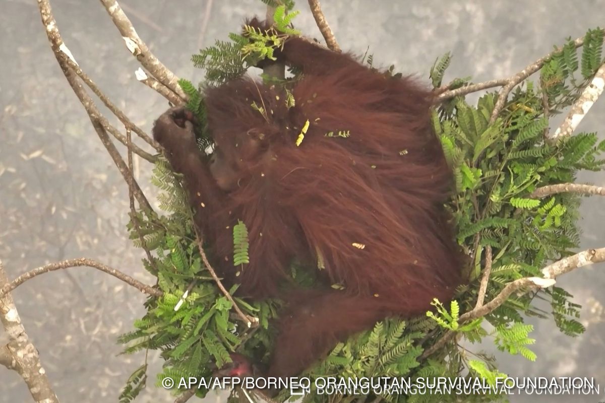 Orang-Utans flüchten auf Borneo vor Feuer auf Baumspitzen