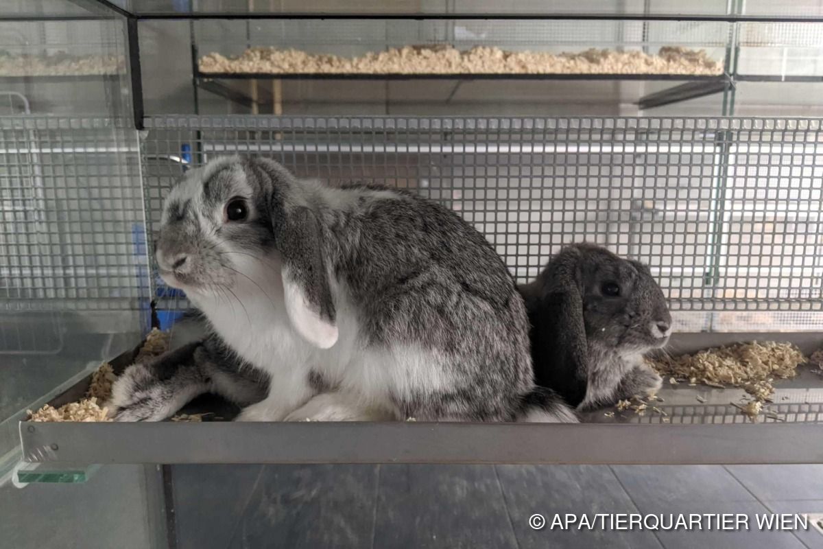 73 Kaninchen und Meerschweinchen in Wohnung entdeckt