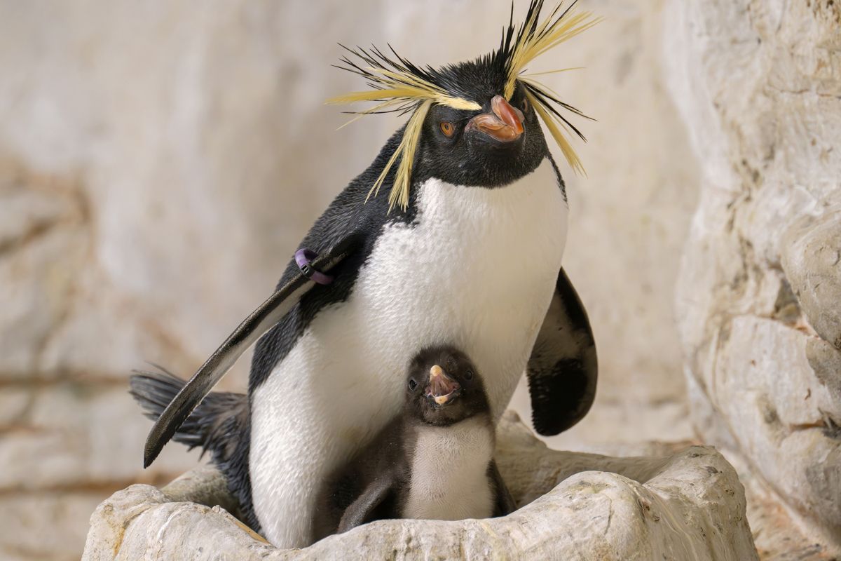 Felsenpinguine: Weibchen brüten, Männchen stehlen