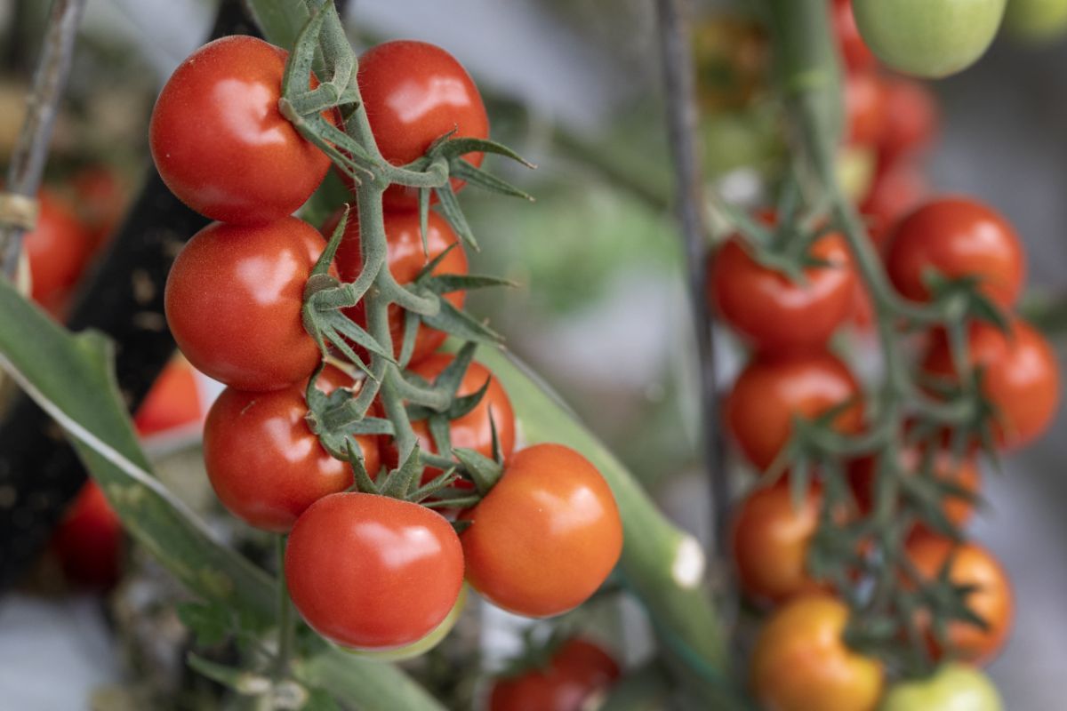 Warnung vor Salmonellen in süditalienischen Tomaten
