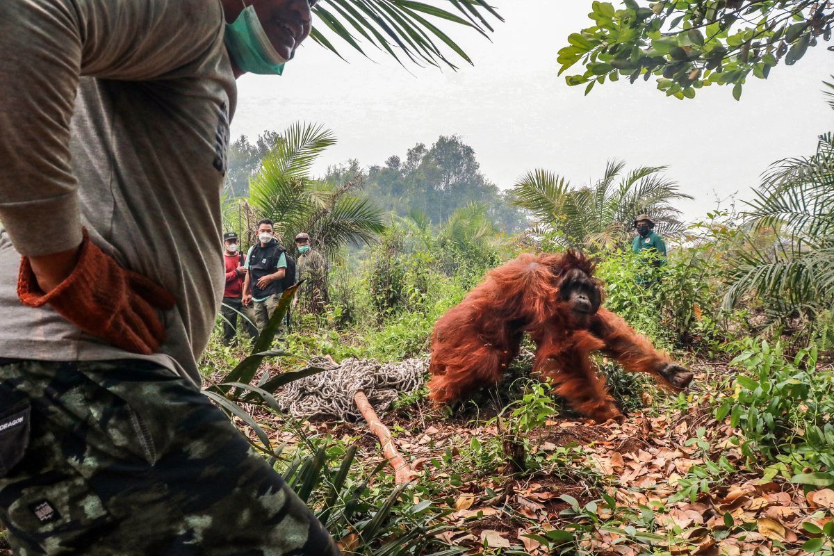 Tierschützer retten Orang-Utans vor Bränden in Indonesien