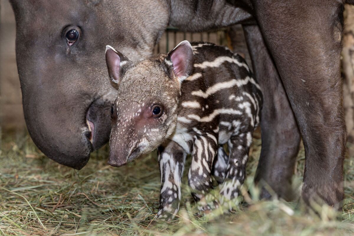 Verhütungspanne bescherte Zoo Schmiding Tapir-Nachwuchs