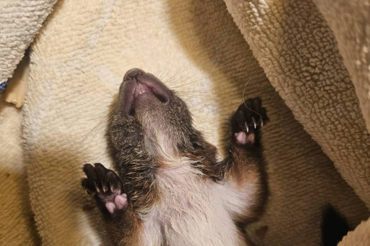 Drei Eichhörnchenbabys werden mit Fläschchen aufgepäppelt