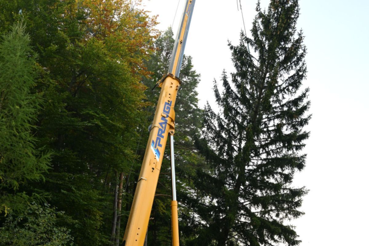 Fichte aus Wienerwald als Weihnachtsbaum in Schönbrunn
