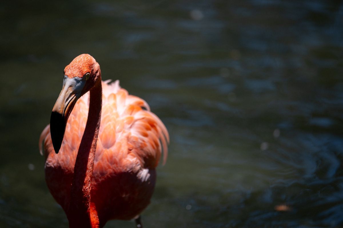 Hotelgast in den USA nach Flamingo-Diebstahl verurteilt