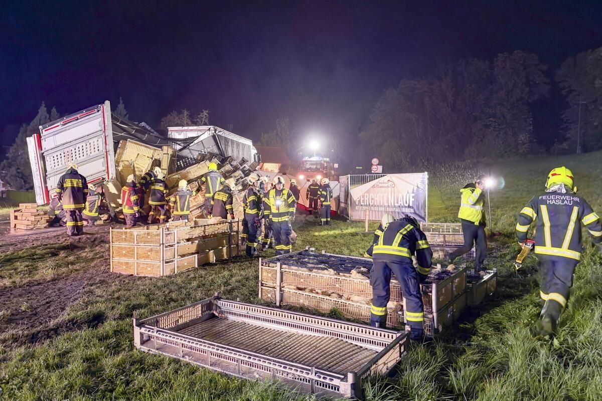 Lkw-Anhänger mit rund 700 lebenden Hühnern kippte um