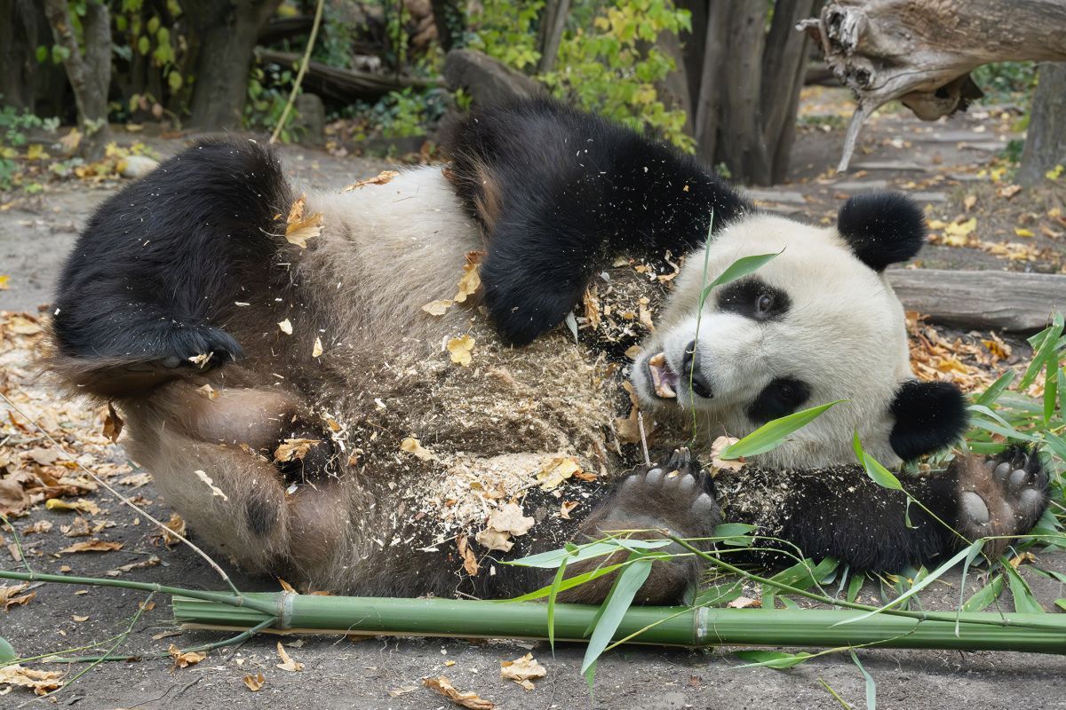 Schönbrunner Pandas genießen den Herbst
