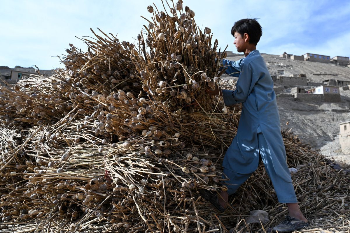 Opiumproduktion in Afghanistan nahm stark zu