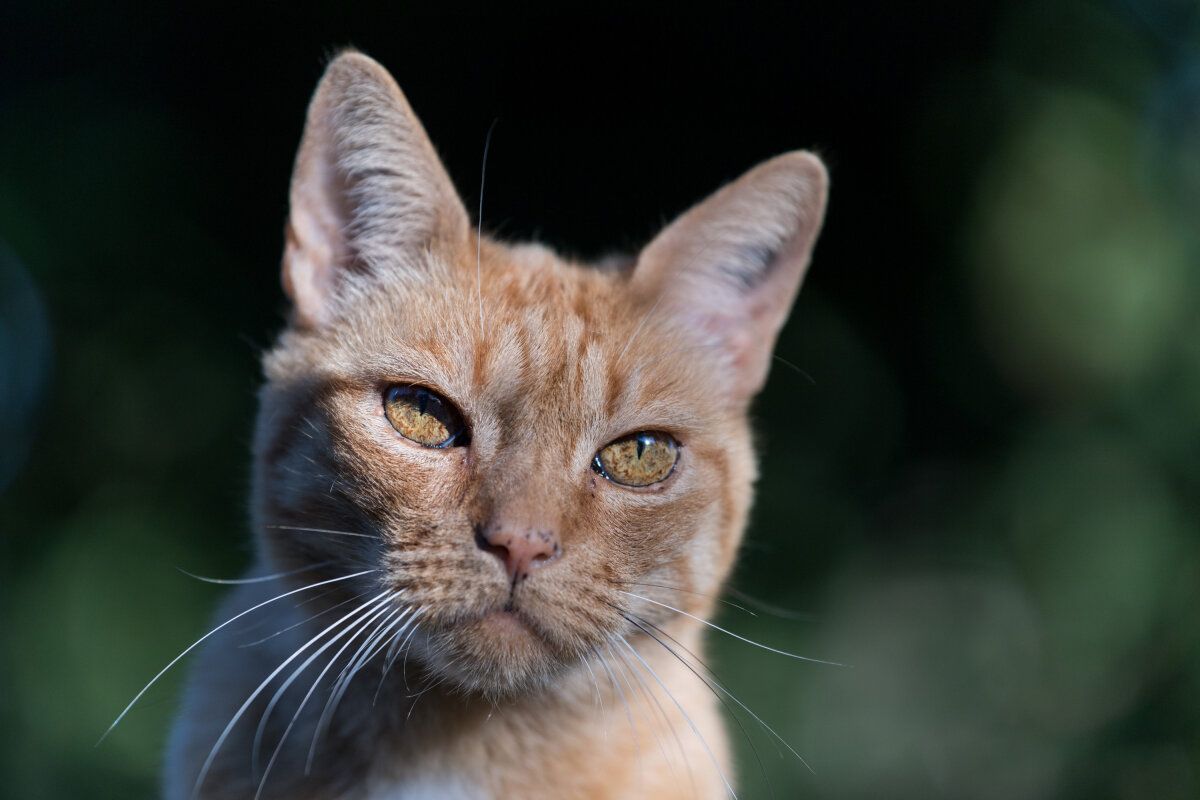 Start-up schuf erste Katzenklappe mit Gesichtserkennung