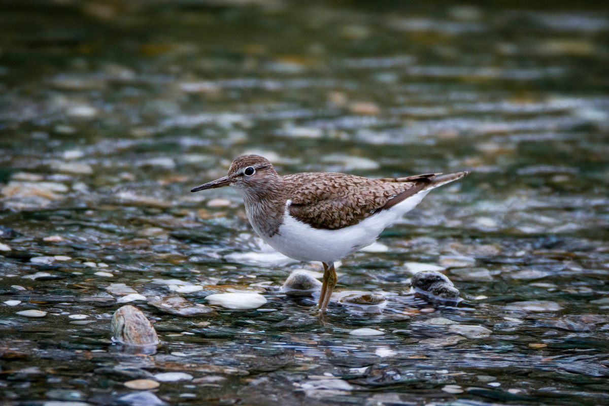 Flussufer-Läufer ist der Vogel des Jahres