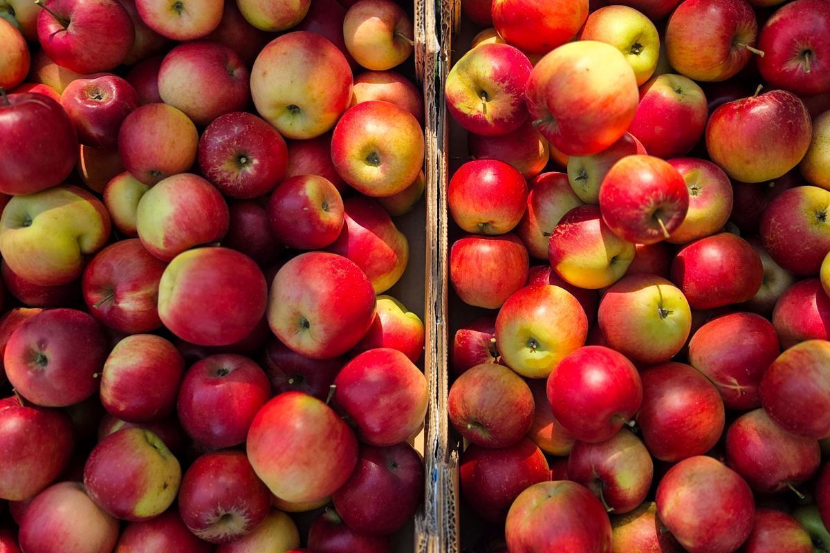 Große Ausfälle bei der Ernte von Obst und Gemüse