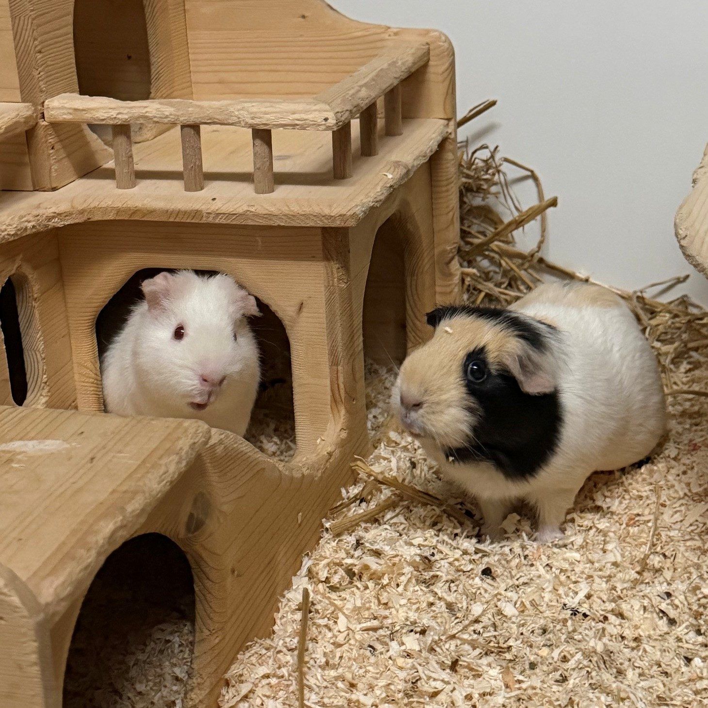 Fröhliche Meerschweinchen-Truppe auf der Suche nach einem neuen Zuhause