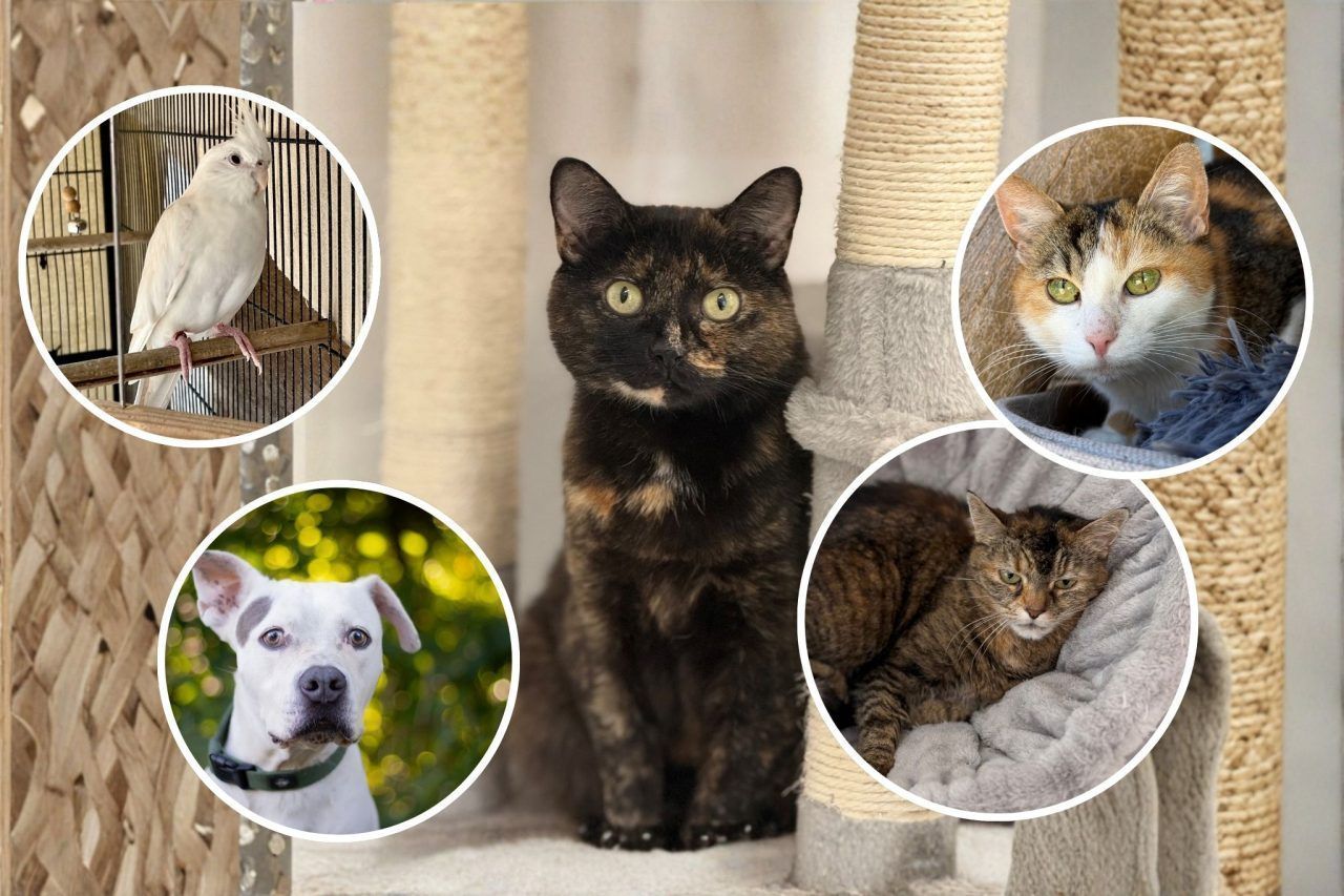 Dusty, Tigerle & Co. suchen ein neues Zuhause