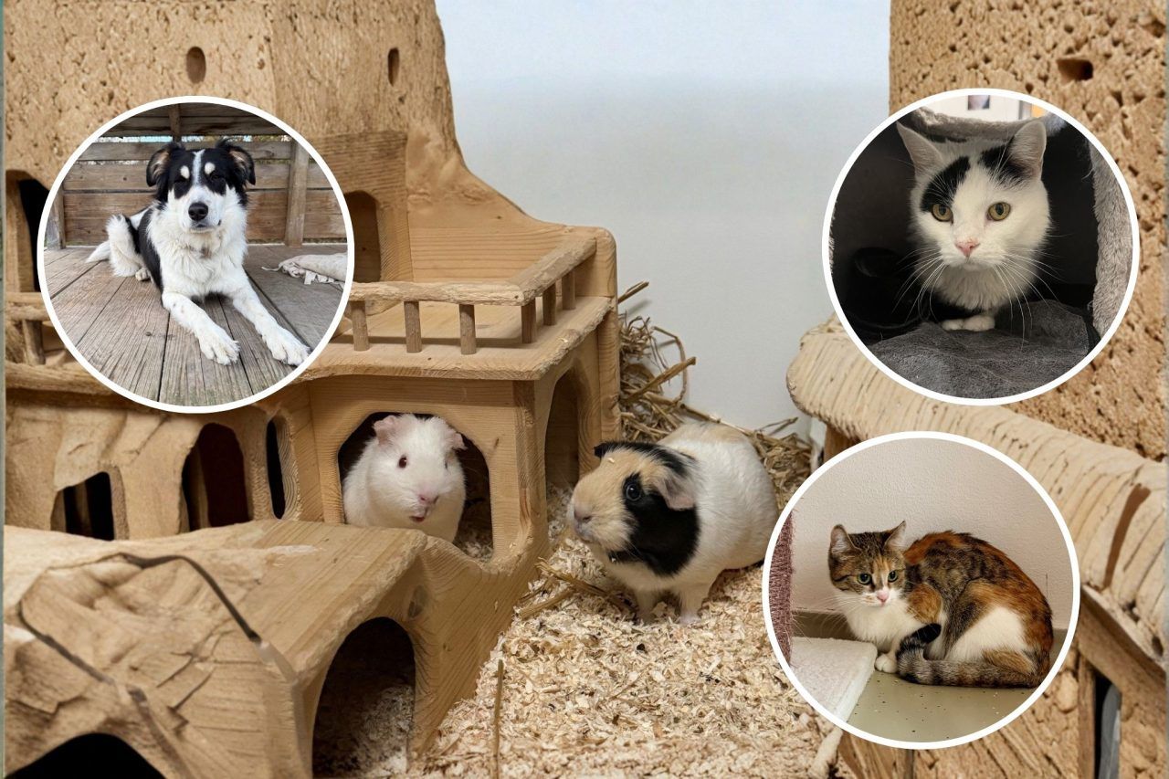 Tierische Bewohner